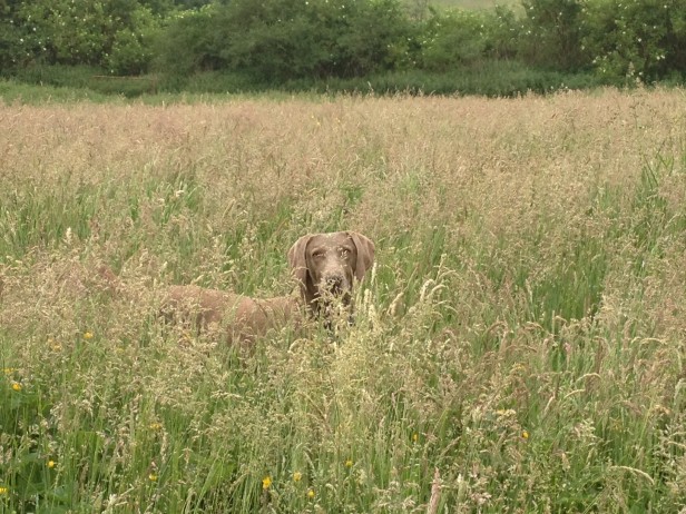 Ludo in the long grass