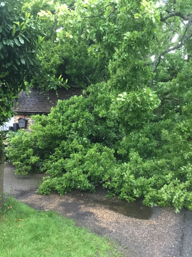 Tree Down Clipping Cottage